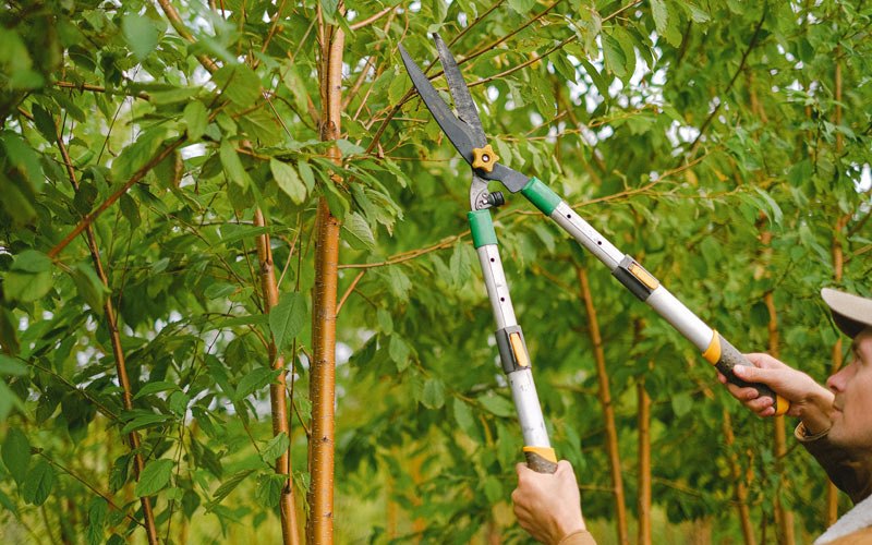 Tree trimming in San Pierre, IN