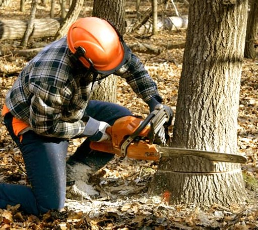 Tree Removal in San Pierre, IN